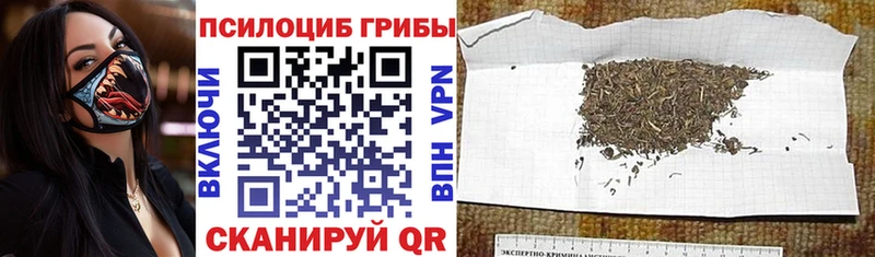 как найти закладки Калуга Псилоцибиновые грибы GOLDEN TEACHER